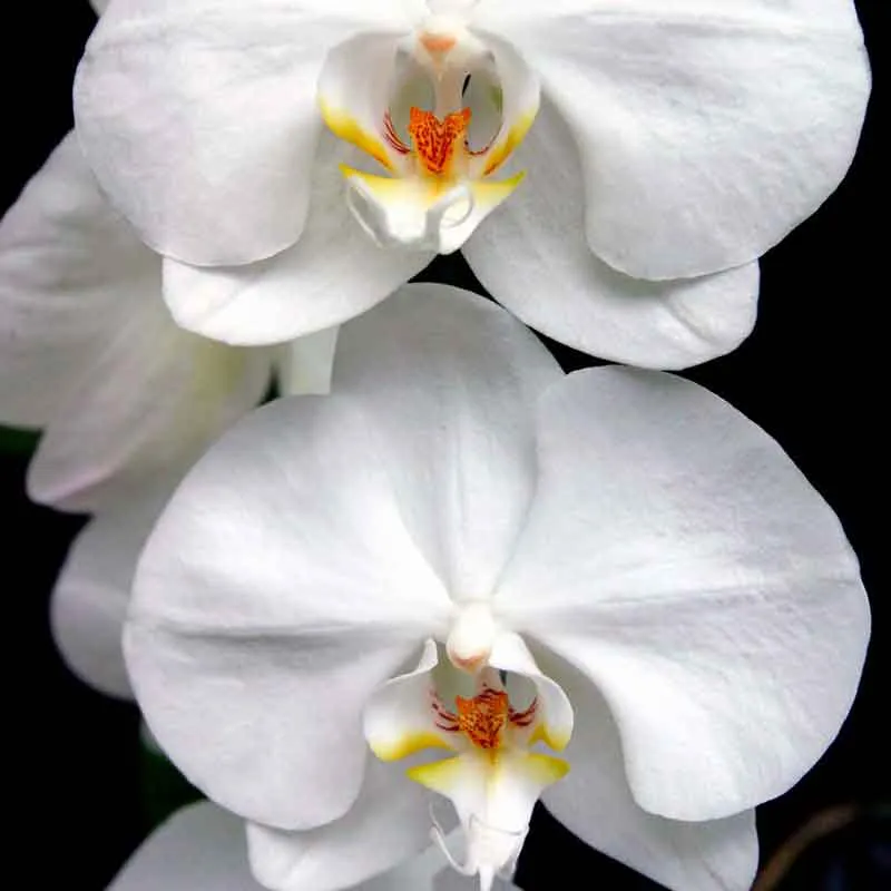 Yodeyma Harpina 50 ml