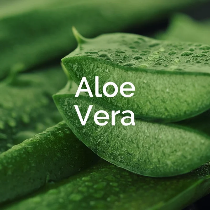 Scholl ExpertCare intensiv pflegende Fussmaske in Socken – intensiv feuchtigkeitspendende Maske mit Aloe Vera