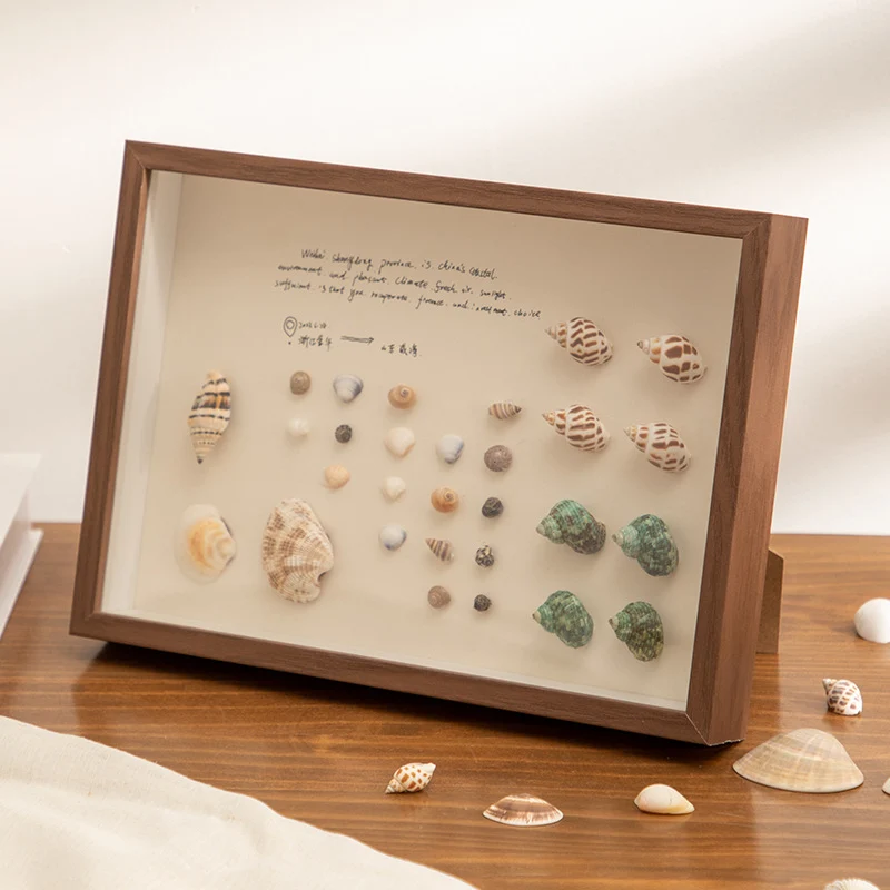 Dekorativer Muscheln Displayrahmen für Zuhause