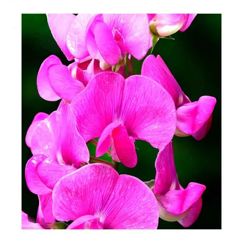 Yodeyma Poetic 50ml